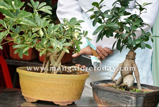 /flower show16 feb 2014 9